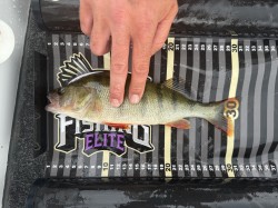 Catch photo