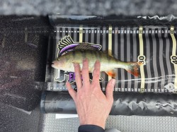 Catch photo