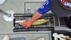 Catch photo